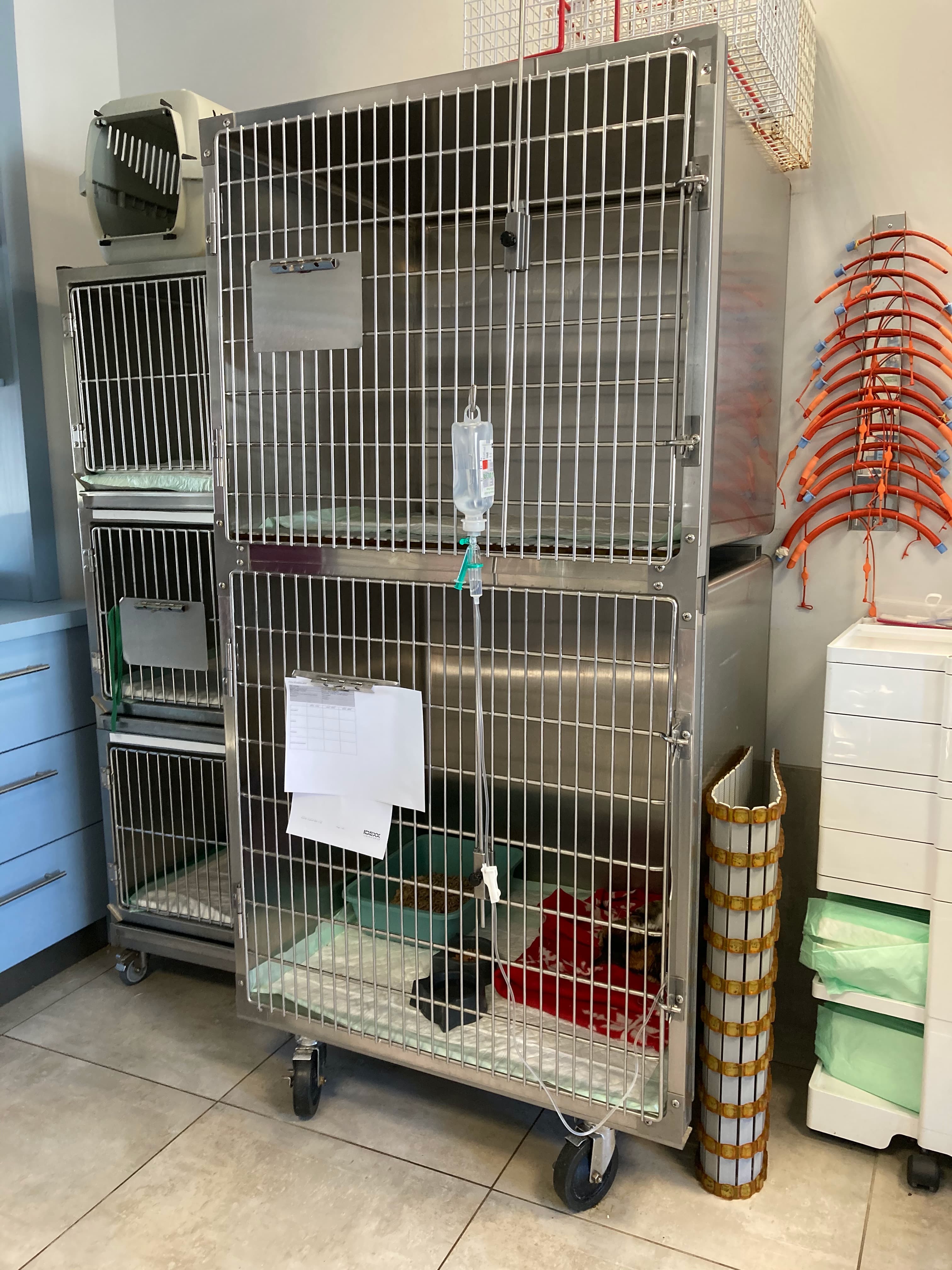 salle de préparation avec les cages des animaux