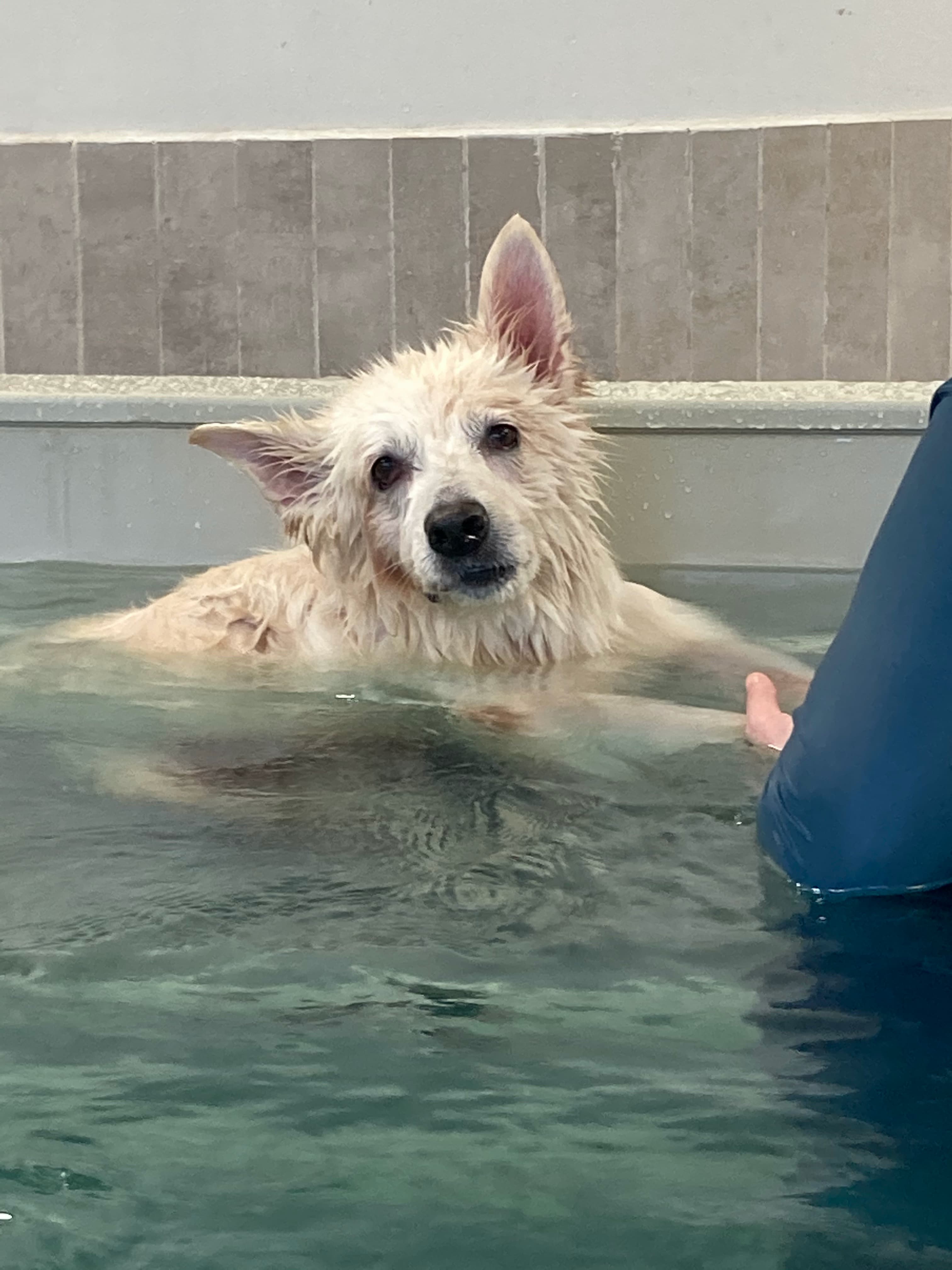 chien en piscine