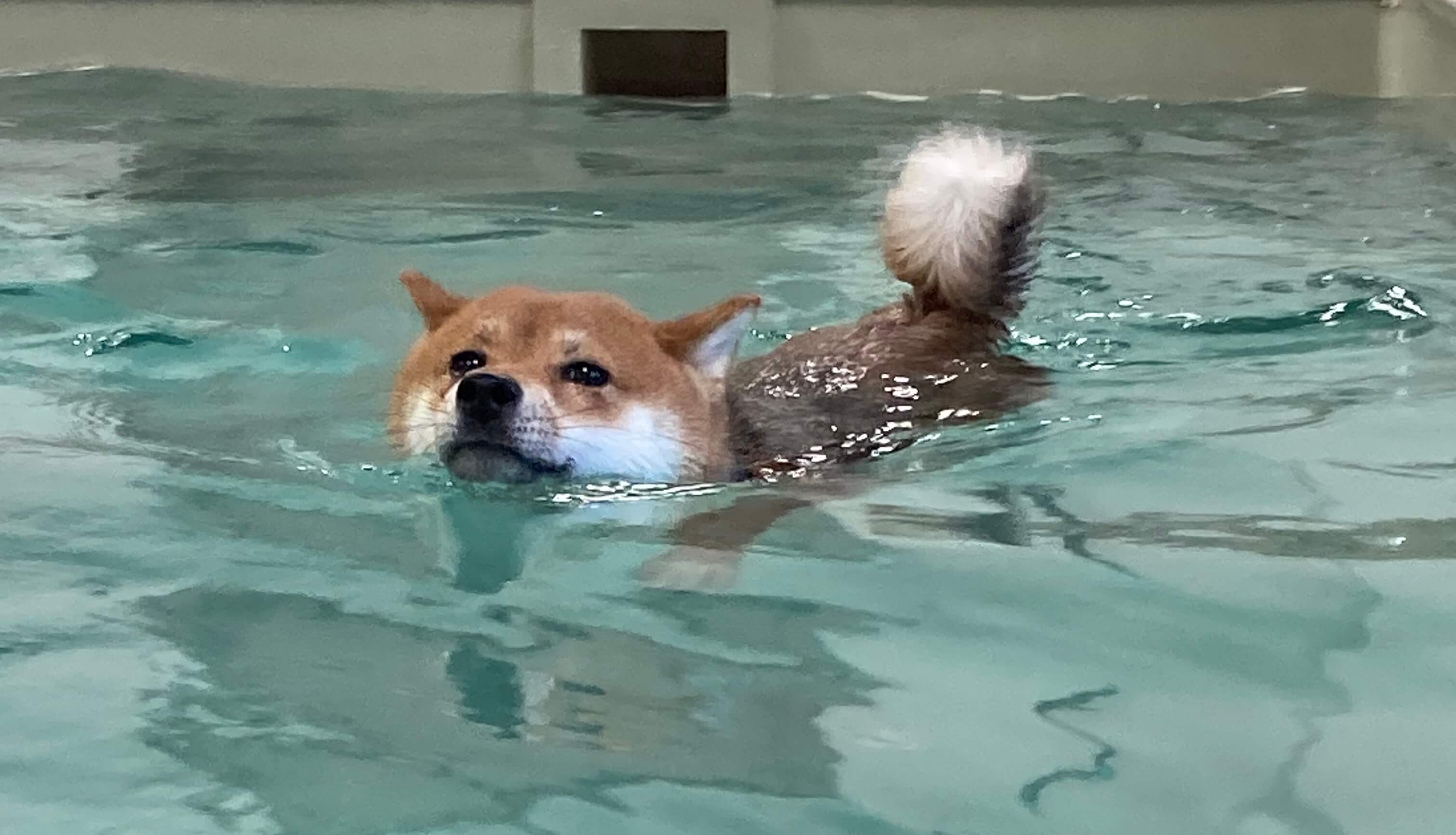 Shiba Inu dans la piscine de notre clinique