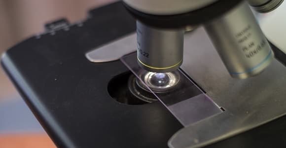 photo du miscroscope
