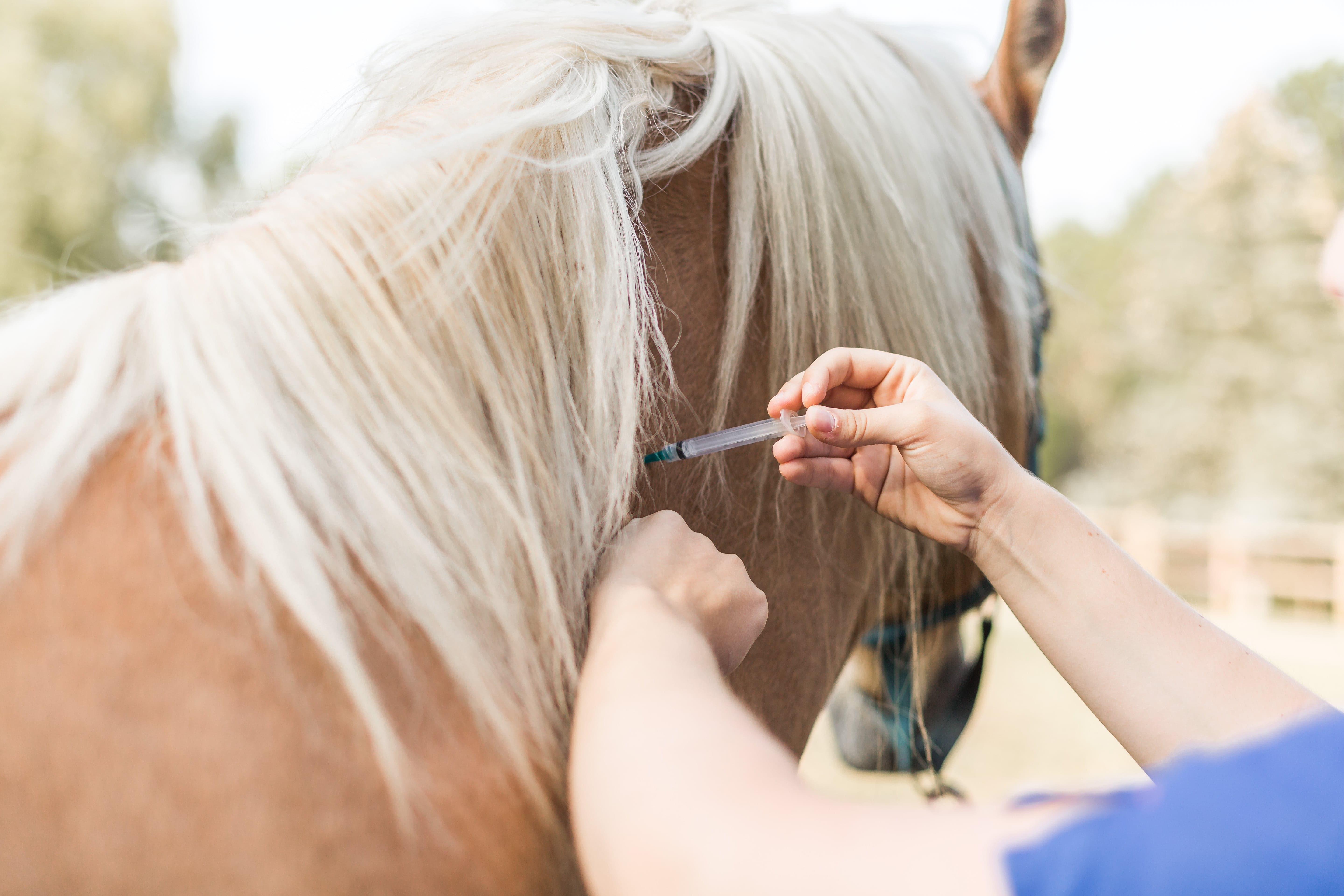 travail équine sur cheval