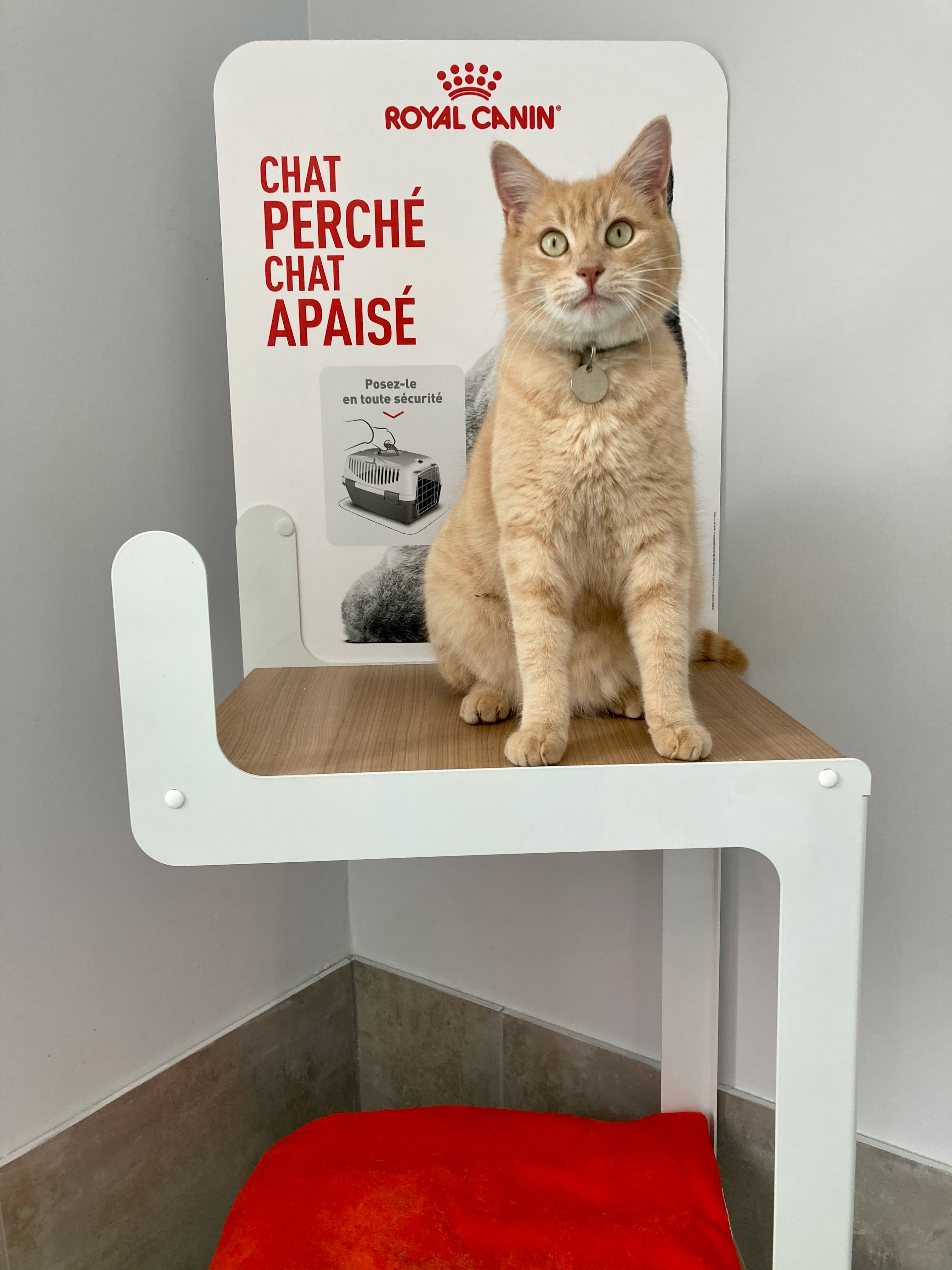 photo du chat de la clinique pickles