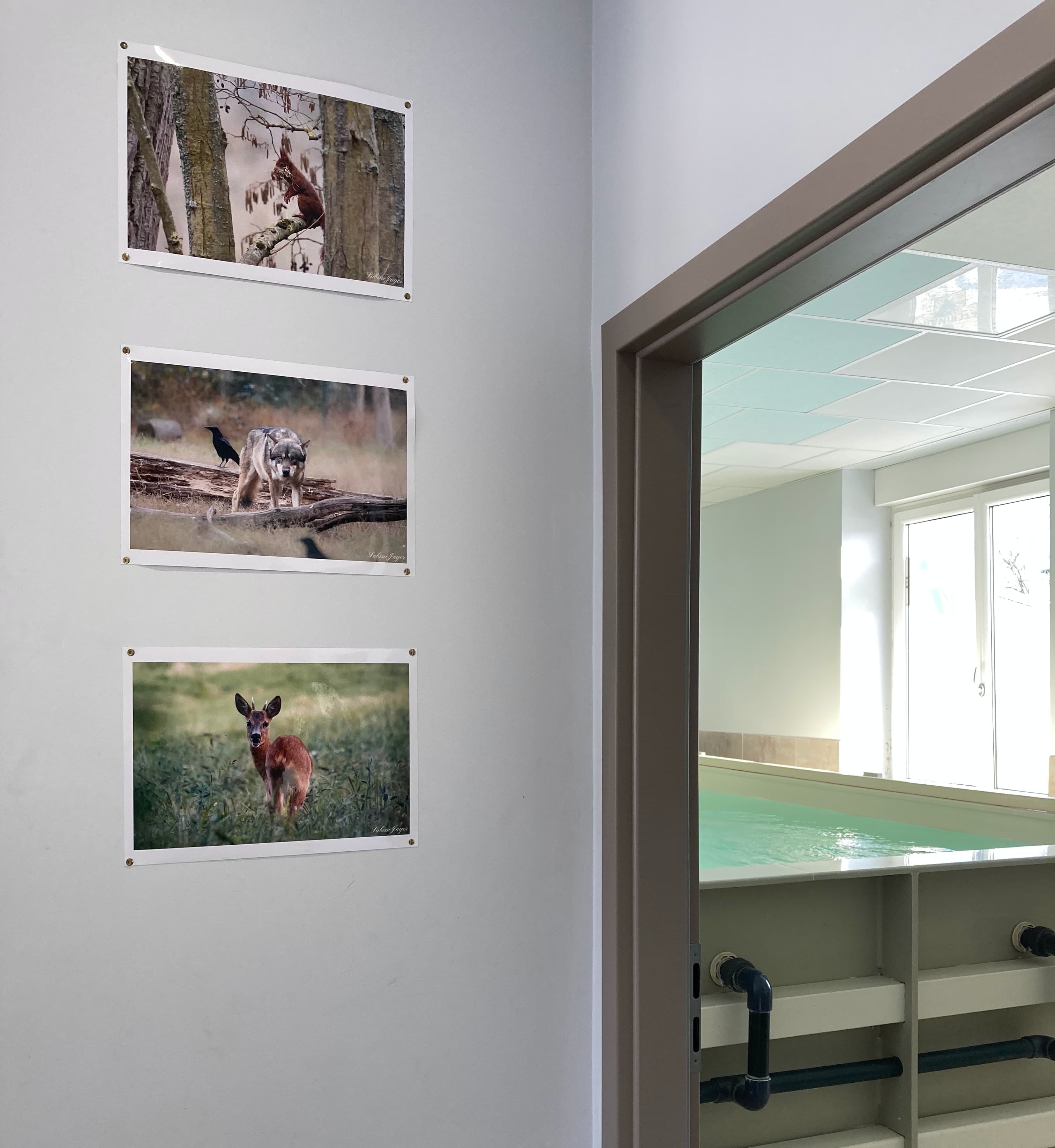 visuel de la piscine ainsi que les photos d'une professionnelle