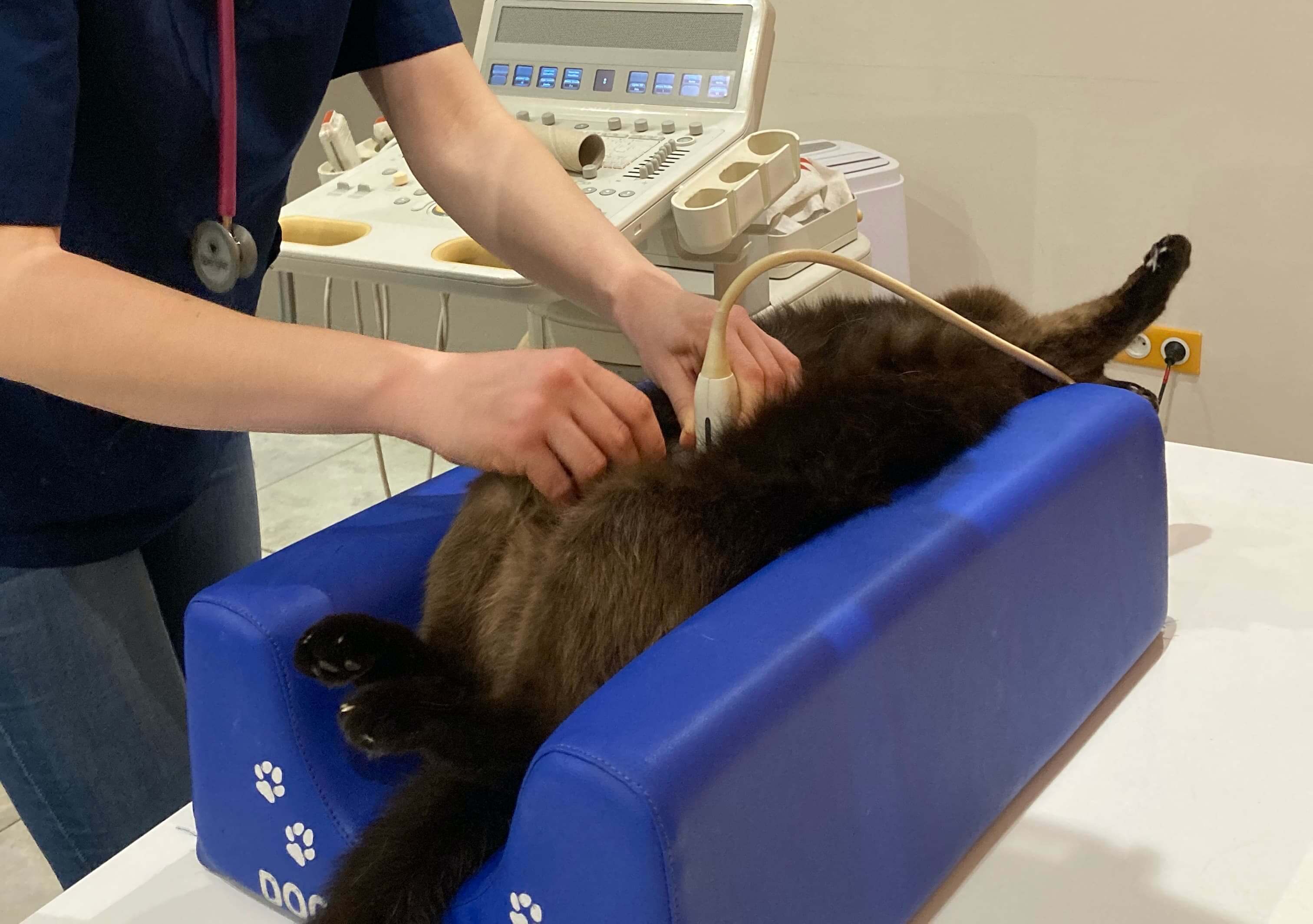 photo d'un chat en échographie