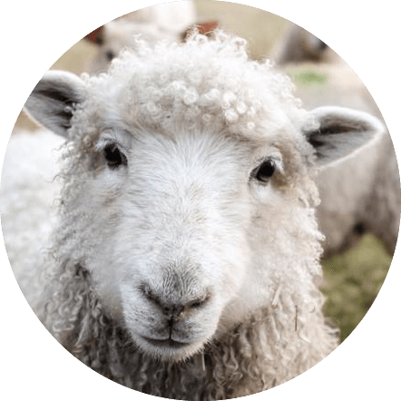 site officiel conseil national pour les soins aux animaux d'élevage