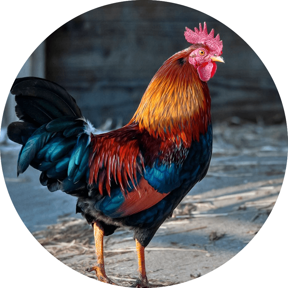 site officiel santé volaille